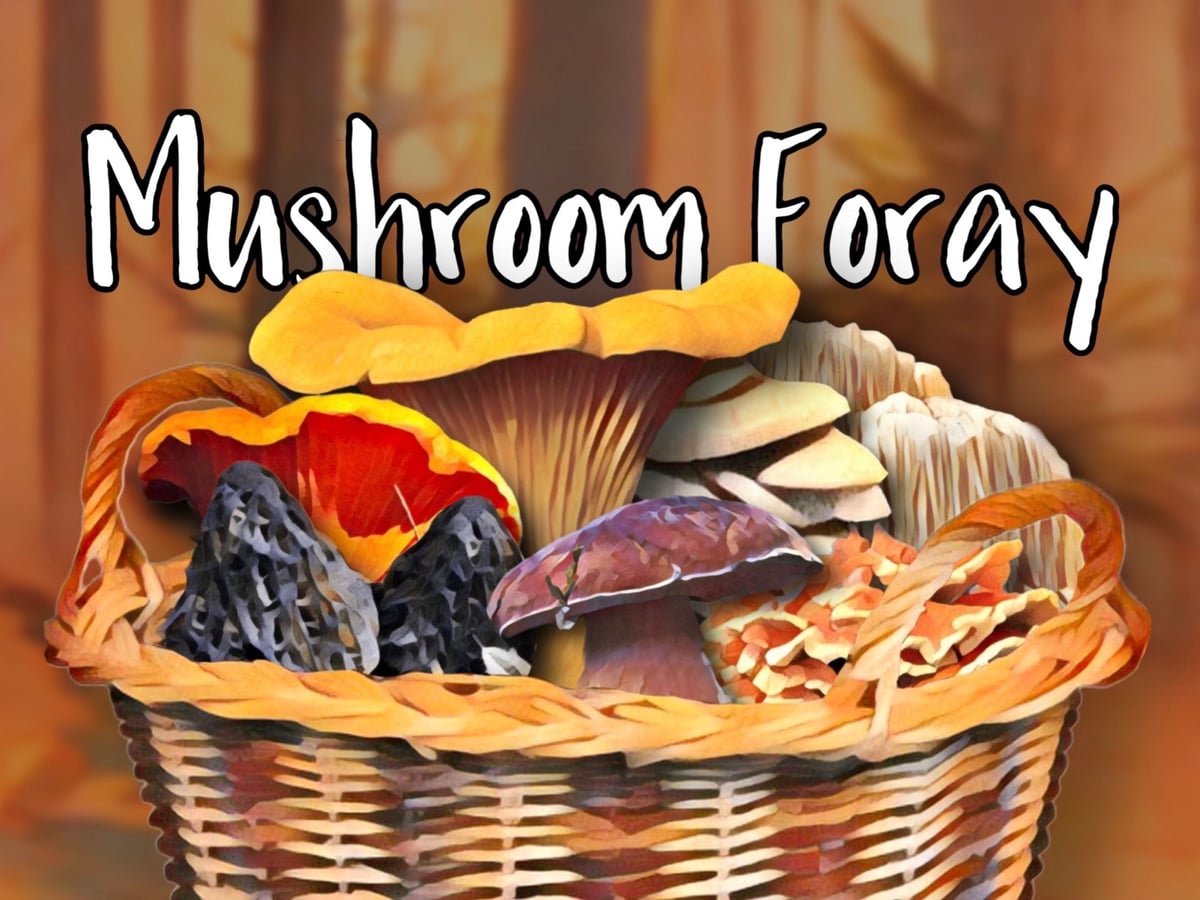 Mushroom Foray