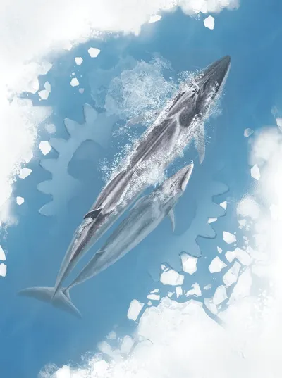 Arctica